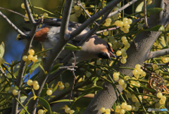 採食中のキレンジャク②