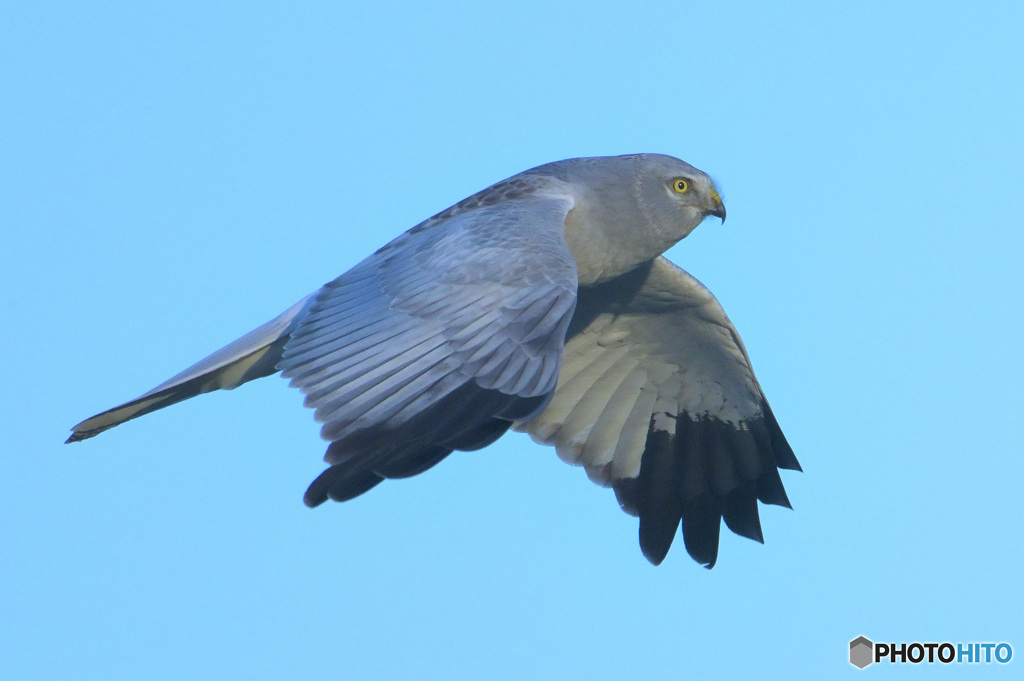 ハイイロチュウヒ㉑