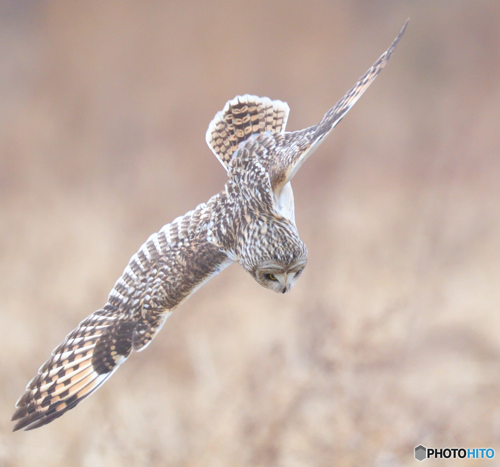 コミミズクの急降下！