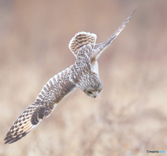 コミミズクの急降下！