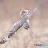 コミミズクの急降下！
