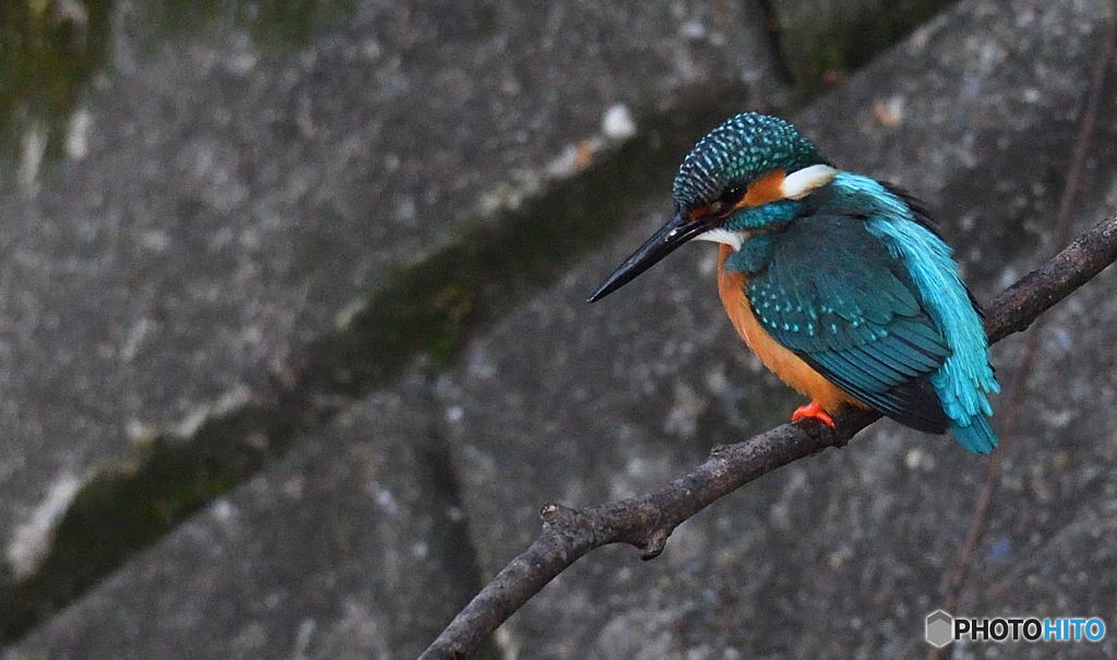久し振りの「野性」のカワセミ