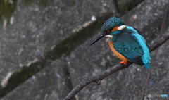 久し振りの「野性」のカワセミ