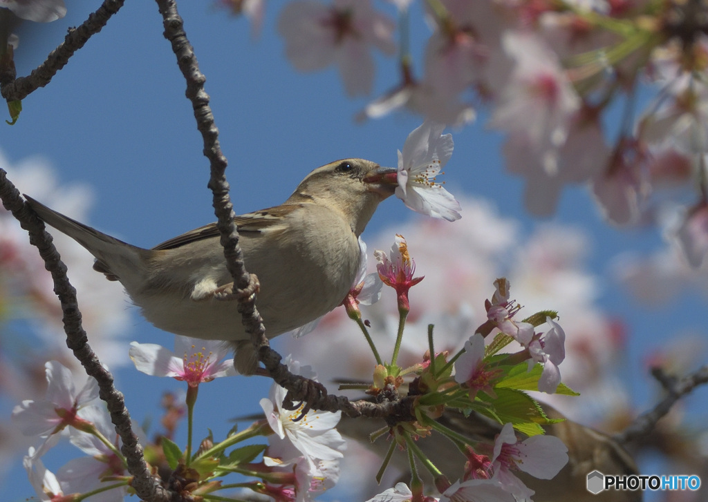 桜にニュウナイスズメ