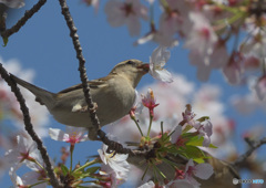 桜にニュウナイスズメ