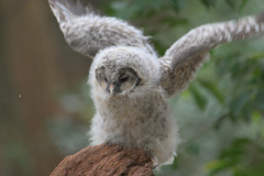 フクロウの幼鳥さん②