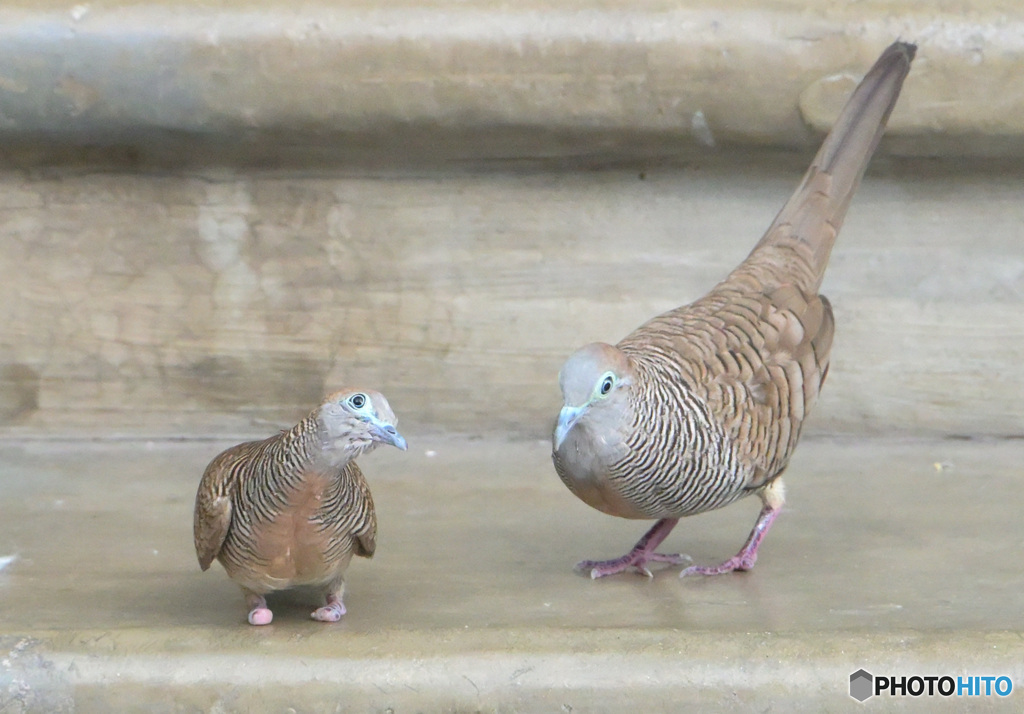 ゼブラ鳩のカップル
