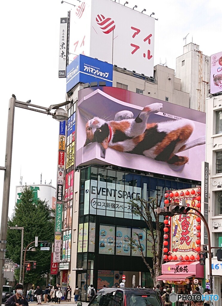 新宿東口の猫