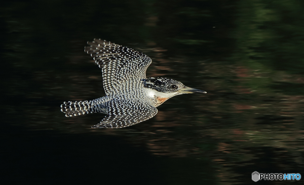 ヤマセミさんのローパス