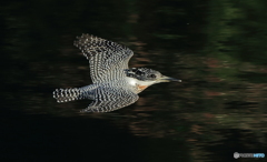 ヤマセミさんのローパス