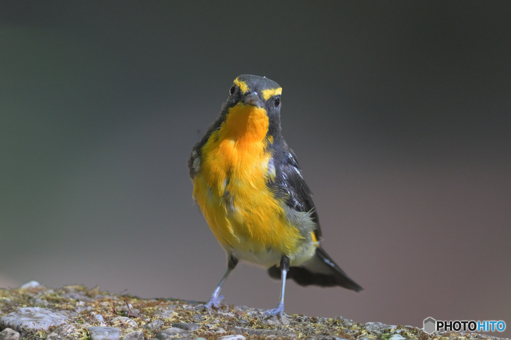 8月のキビタキ君