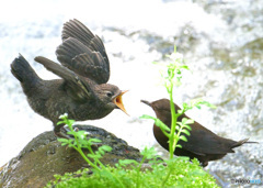 在庫のカワガラス