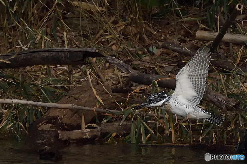 ヤマセミまで80m③