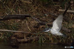ヤマセミまで80m③