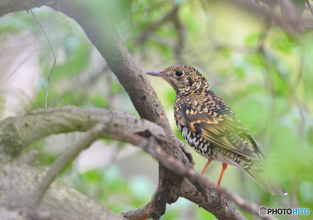 枝どまりのトラツグミ