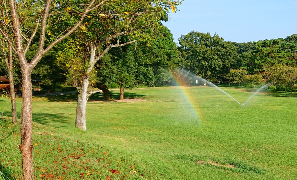 スプリンクラーに虹