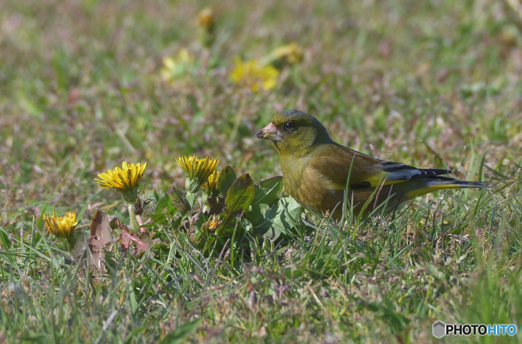 タンポポにカワラヒワ