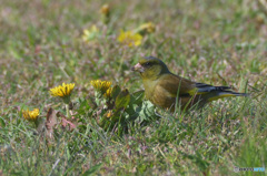 タンポポにカワラヒワ
