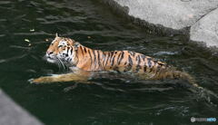 トラ、泳ぐ