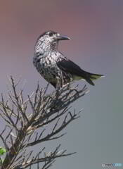 見返りホシガラス