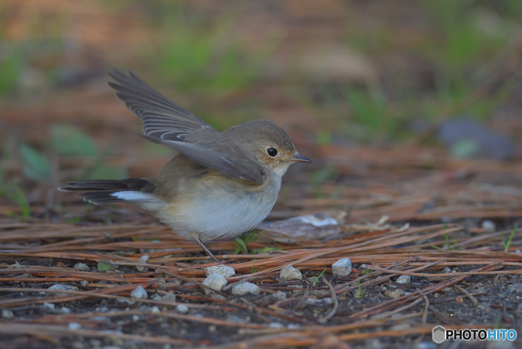 元気なニシオジロビタキさん