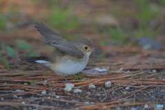 元気なニシオジロビタキさん