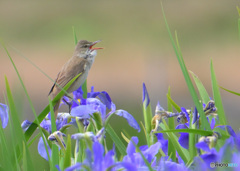 オクラレルカにオオヨシキリ㉛