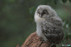 フクロウのヒナI
