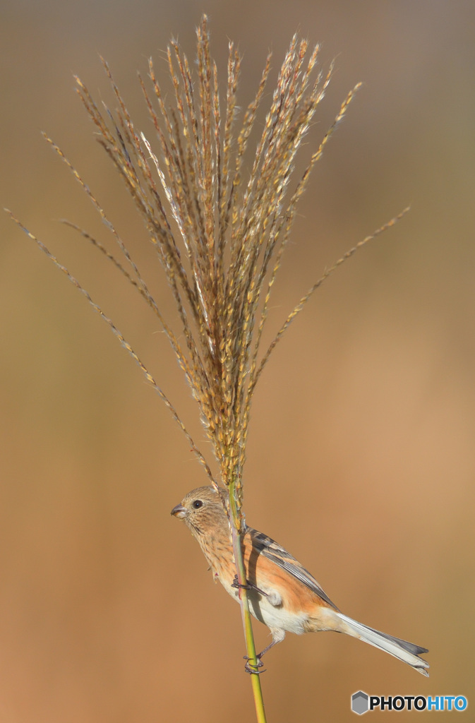 ススキにベニマシコさん③