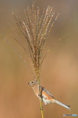 ススキにベニマシコさん③