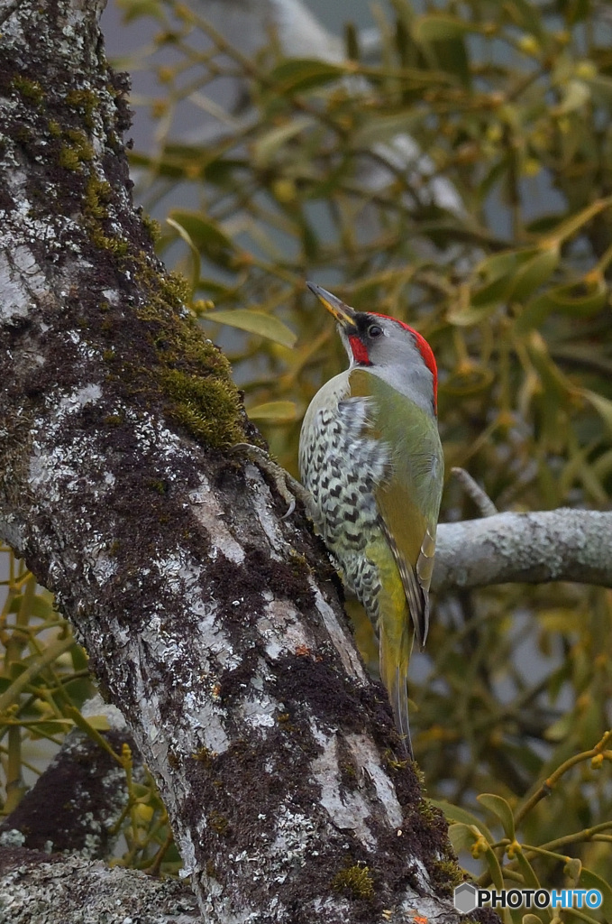 思い出のアオゲラ