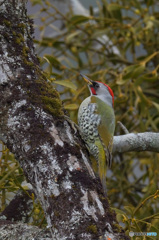 思い出のアオゲラ