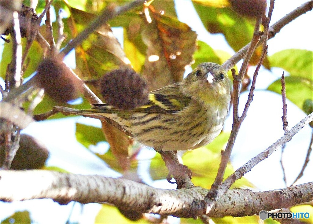 カメラ目線のマヒワさん