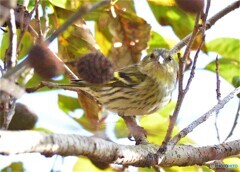 カメラ目線のマヒワさん
