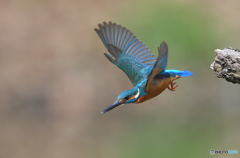 本日のカワセミ(20180324）