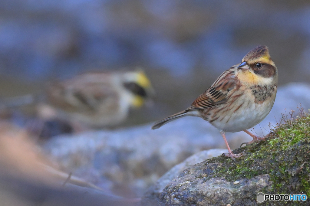 ミヤマホオジロ2023③
