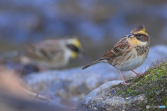 ミヤマホオジロ2023③