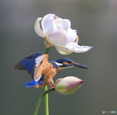 蕾にタッチダウン