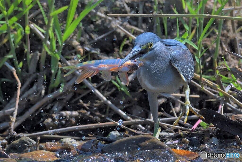 オイカワをゲット！②