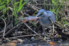 オイカワをゲット！②