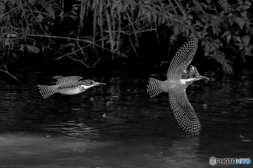 本日のペアダンス(20161029）