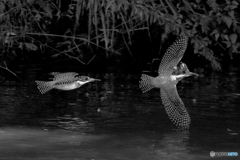 本日のペアダンス(20161029）