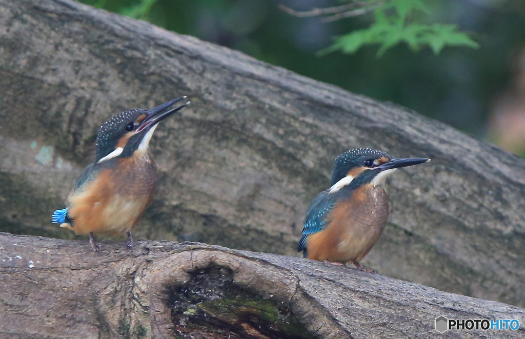 カワセミの兄弟②