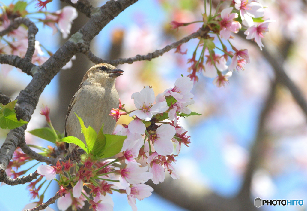 桜にニュウナイスズメ⑫