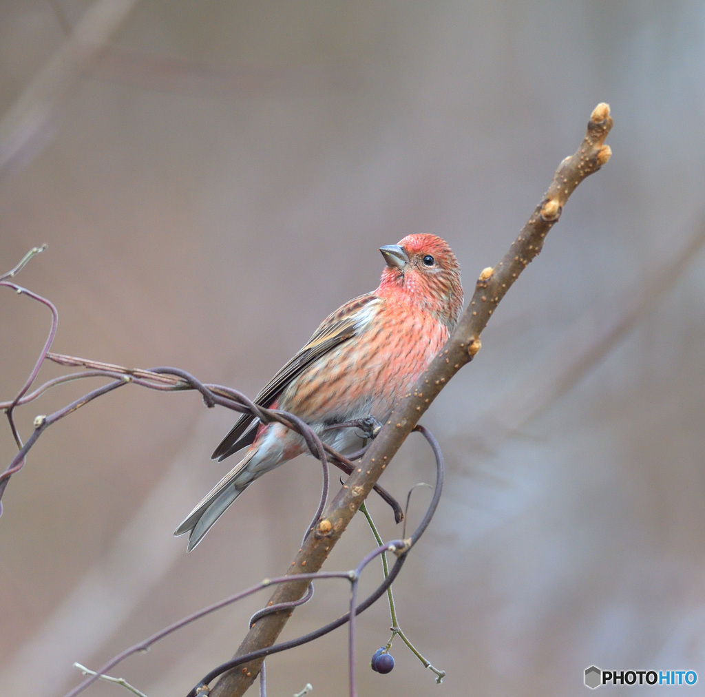 オオマシコさん2020Ⅱ