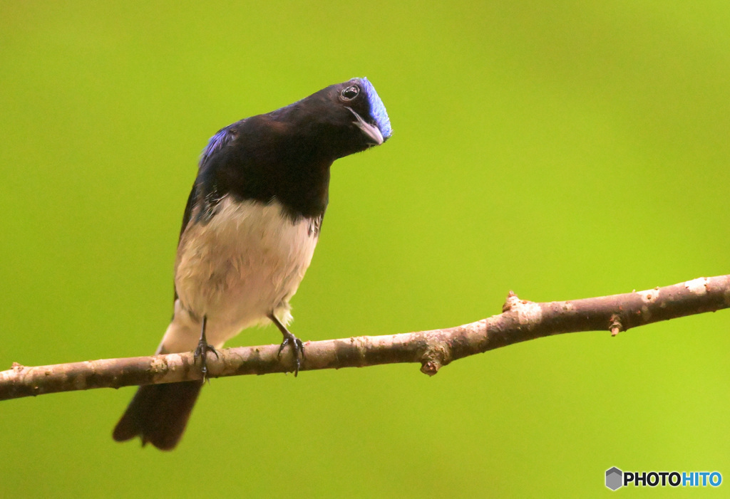 6月のオオルリ君③