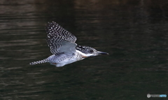 ぎゅーん (20170312）