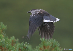 ホシガラス2024⑤