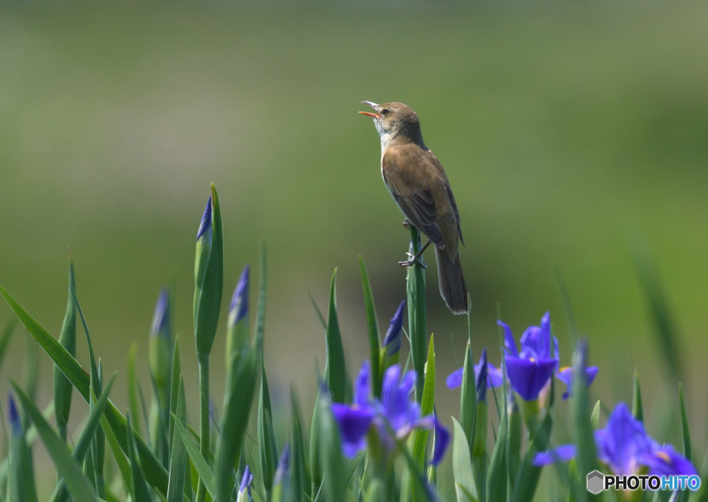 花菖蒲にオオヨシキリ⑳