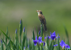 花菖蒲にオオヨシキリ⑳